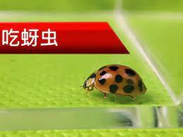 最後一隻瓢蟲