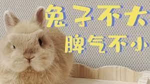 你哄哄我 你哄哄我